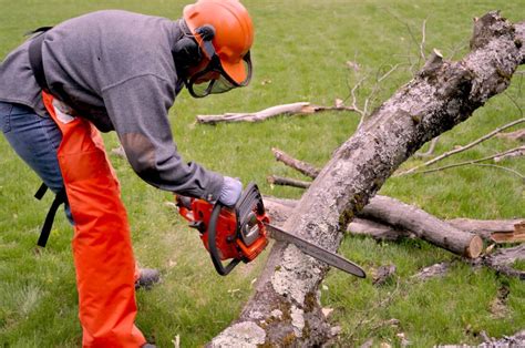 Tree removal service near me. Things To Know About Tree removal service near me. 